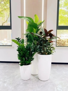 宁波盆景租赁专业